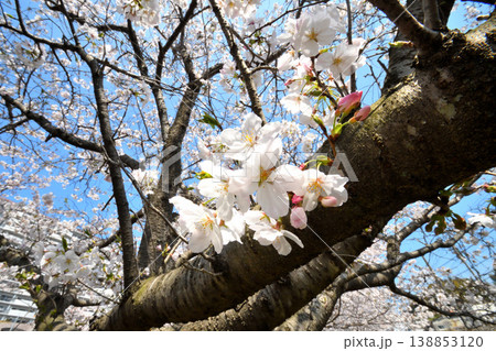 桜、サクラ、さくら 桜、サクラ、さくら 138853120