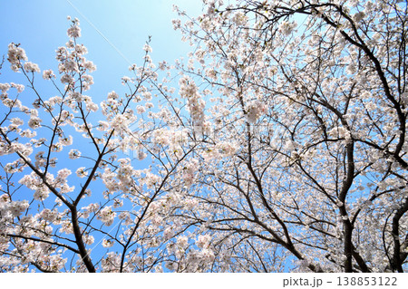 桜、サクラ、さくら 桜、サクラ、さくら 138853122