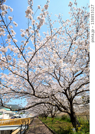 桜、サクラ、さくら 桜、サクラ、さくら 138853127
