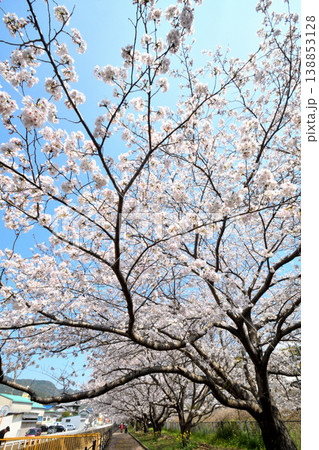 桜、サクラ、さくら 138853128