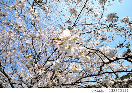 桜、サクラ、さくら 桜、サクラ、さくら 138853131