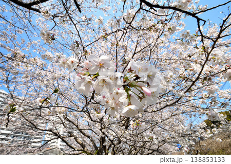 桜、サクラ、さくら 138853133