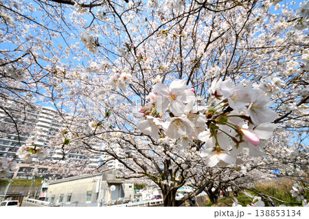 桜、サクラ、さくら 138853134