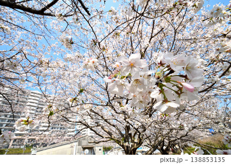 桜、サクラ、さくら 138853135