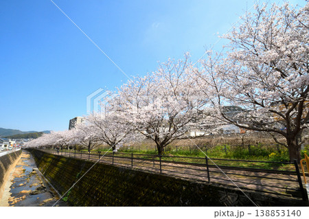 桜、サクラ、さくら 138853140