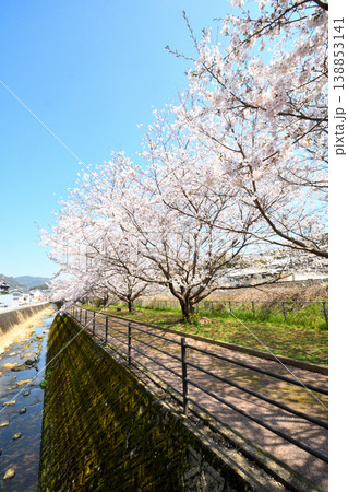 桜、サクラ、さくら 138853141