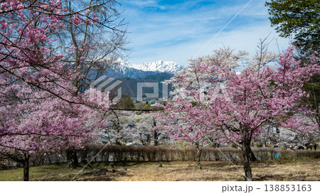 青空に映える満開の桜と北アルプスの山並み 青空に映える満開の桜と北アルプスの山並み 138853163