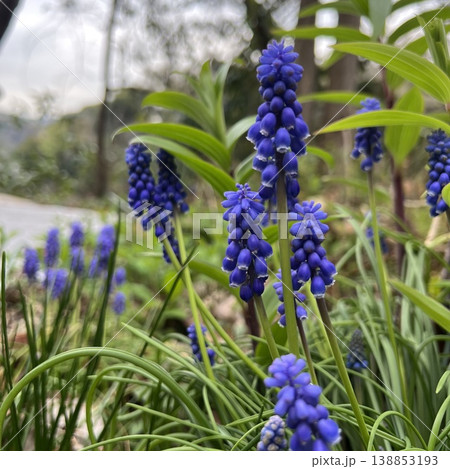 紫色のムスカリの花、庭に咲く青いムスカリの花、葡萄のような房のある花 138853193