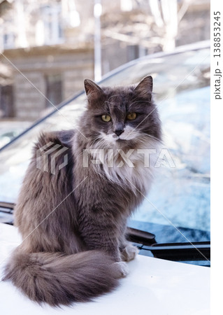 Cat Sitting on Car Hood Urban Street Portrait Domestic Animal Outdoor Cat Sitting on Car Hood Urban Street Portrait Domestic Animal Outdoor 138853245