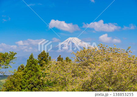【静岡県三島市】春の山中城址公園、後方に富士山 【静岡県三島市】春の山中城址公園、後方に富士山 138853255