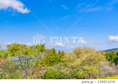 【静岡県三島市】春の山中城址公園、後方に富士山 【静岡県三島市】春の山中城址公園、後方に富士山 138853259