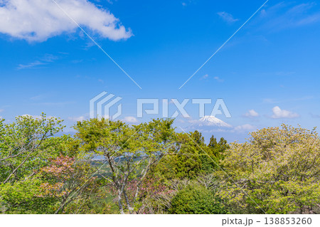 【静岡県三島市】春の山中城址公園、後方に富士山 【静岡県三島市】春の山中城址公園、後方に富士山 138853260
