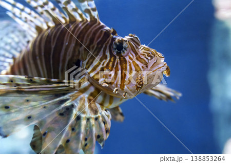 Lionfish Pterois swimming in a blue water aquarium. Beautiful but dangerous marine predator with striped pattern and long fan-like fins at an oceanarium. Lionfish Pterois swimming in a blue water aquarium. Beautiful but dangerous marine predator with striped pattern and long fan-like fins at an oceanarium. 138853264