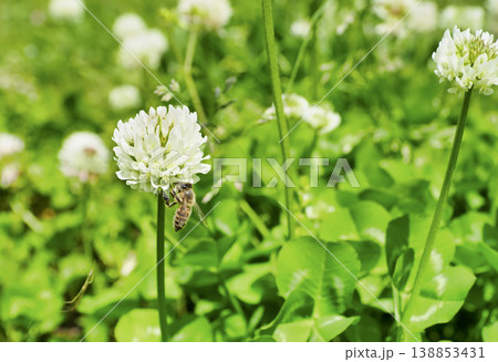 公園のシロツメクサと蜜蜂 公園のシロツメクサと蜜蜂 138853431
