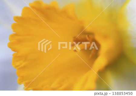 接写で撮った黄色と白の花びらの水仙 接写で撮った黄色と白の花びらの水仙 138853450