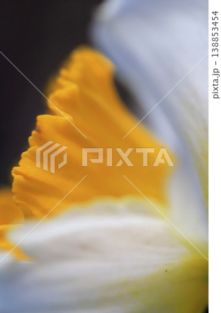 接写で撮った黄色と白の花びらの水仙 接写で撮った黄色と白の花びらの水仙 138853454