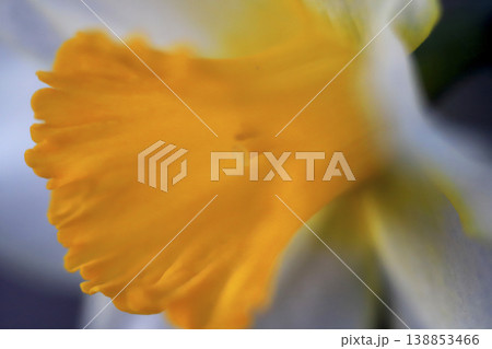 接写で撮った黄色と白の花びらの水仙 接写で撮った黄色と白の花びらの水仙 138853466