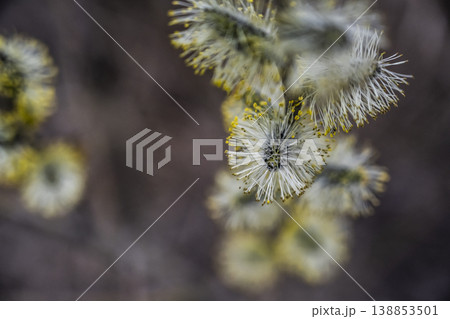 Highresolution image of pollen clusters with fine filamentous hairs in warm lighting Highresolution image of pollen clusters with fine filamentous hairs in warm lighting 138853501