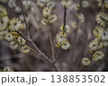 Springtime catkins with pollen visible. Wetland edge showcases delicate blooming willows 138853502