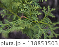 Serene forest environment captured through intimate macro photography of dewcovered cedar foliage 138853503