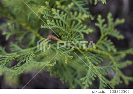 Serene forest environment captured through intimate macro photography of dewcovered cedar foliage Serene forest environment captured through intimate macro photography of dewcovered cedar foliage 138853503