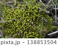 Lush moss scene. Colorful moss cluster showcasing natural forest floor details accurately 138853504