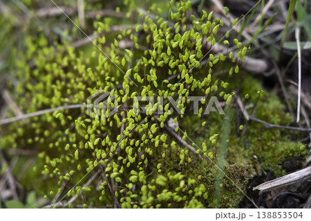 Lush moss scene. Colorful moss cluster showcasing natural forest floor details accurately 138853504