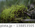 Detailed image of vibrant moss growth with slender reproductive filaments amid damp forest ground 138853505