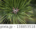 Complex artwork displaying pine needles originating at center with soft background bokeh effects 138853518