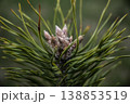 Precise botanical illustration capturing pine bud formations and seasonal vitality in detail 138853519