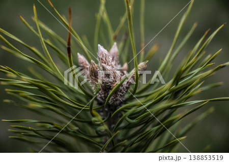 Precise botanical illustration capturing pine bud formations and seasonal vitality in detail 138853519