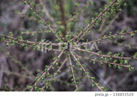 Intricate radial arrangement of small buds showcasing natural geometry and growth 138853520