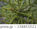 Layered green needle detail. Detailed view of conifer shoot showing lively green layers 138853521