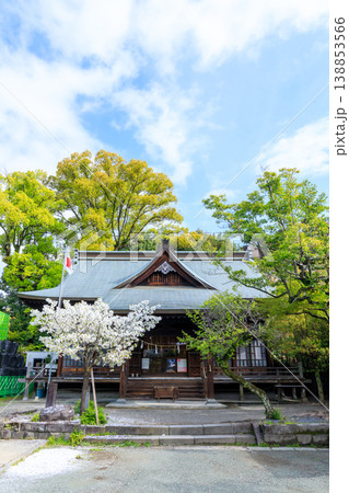 春の熊本大神宮 熊本県熊本市 春の熊本大神宮 熊本県熊本市 138853566