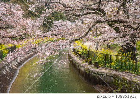 琵琶湖疏水沿いに咲く桜 京都市 琵琶湖疏水沿いに咲く桜 京都市 138853915