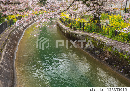 琵琶湖疏水沿いに咲く桜 京都市 琵琶湖疏水沿いに咲く桜 京都市 138853916