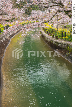 琵琶湖疏水沿いに咲く桜 京都市 琵琶湖疏水沿いに咲く桜 京都市 138853917