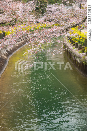 琵琶湖疏水沿いに咲く桜 京都市 琵琶湖疏水沿いに咲く桜 京都市 138853918