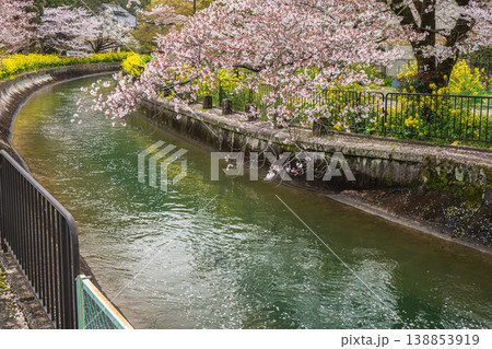 琵琶湖疏水沿いに咲く桜　京都市 138853919