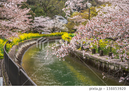 琵琶湖疏水沿いに咲く桜 京都市 琵琶湖疏水沿いに咲く桜 京都市 138853920