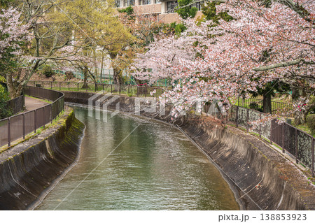 琵琶湖疏水沿いに咲く桜 京都市 琵琶湖疏水沿いに咲く桜 京都市 138853923