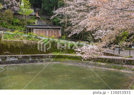 琵琶湖疏水沿いに咲く桜 諸羽船溜 京都市 琵琶湖疏水沿いに咲く桜 諸羽船溜 京都市 138853933