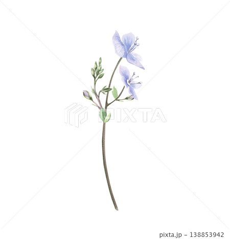 A delicate, curved wild forget-me-not flower with green buds. This isolated watercolor illustration is perfect for postcards, textiles, nature websites, and eco-themed designs. A delicate, curved wild forget-me-not flower with green buds. This isolated watercolor illustration is perfect for postcards, textiles, nature websites, and eco-themed designs. 138853942