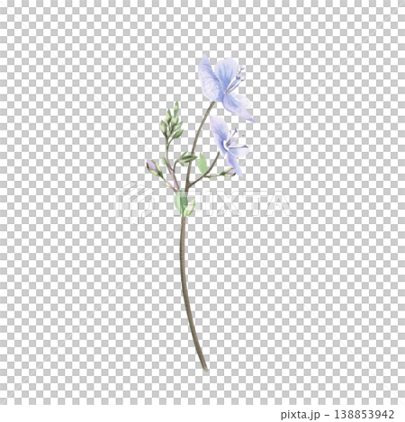 A delicate, curved wild forget-me-not flower with green buds. This isolated watercolor illustration is perfect for postcards, textiles, nature websites, and eco-themed designs. A delicate, curved wild forget-me-not flower with green buds. This isolated watercolor illustration is perfect for postcards, textiles, nature websites, and eco-themed designs. 138853942