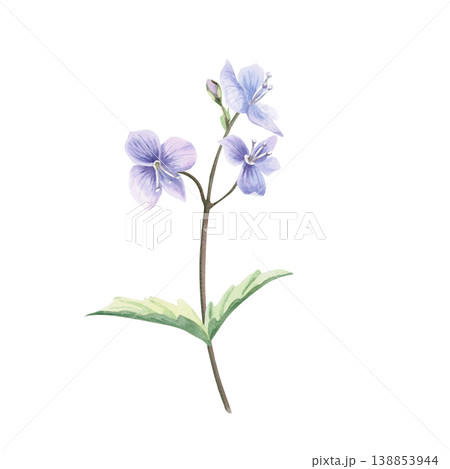 A delicate wild forget-me-not flower with a bud and leaves. This isolated watercolor illustration is suitable for postcard design, textiles, nature websites, and eco-themed projects. A delicate wild forget-me-not flower with a bud and leaves. This isolated watercolor illustration is suitable for postcard design, textiles, nature websites, and eco-themed projects. 138853944