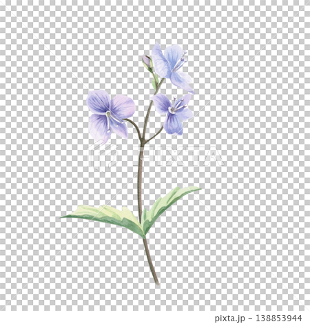 A delicate wild forget-me-not flower with a bud and leaves. This isolated watercolor illustration is suitable for postcard design, textiles, nature websites, and eco-themed projects. A delicate wild forget-me-not flower with a bud and leaves. This isolated watercolor illustration is suitable for postcard design, textiles, nature websites, and eco-themed projects. 138853944