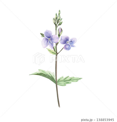 A delicate wild forget-me-not flower with leaves. This isolated watercolor illustration is perfect for postcards, textiles, nature websites, and eco-themed designs. 138853945