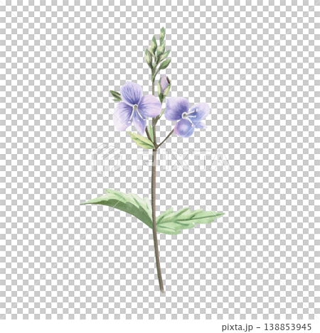 A delicate wild forget-me-not flower with leaves. This isolated watercolor illustration is perfect for postcards, textiles, nature websites, and eco-themed designs. 138853945