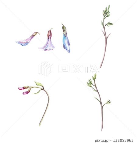A set of mouse peas flowers. This isolated watercolor illustration is suitable for botanical publications, postcard designs, nature websites, and eco-themes. A set of mouse peas flowers. This isolated watercolor illustration is suitable for botanical publications, postcard designs, nature websites, and eco-themes. 138853963