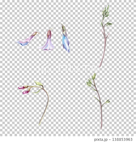 A set of mouse peas flowers. This isolated watercolor illustration is suitable for botanical publications, postcard designs, nature websites, and eco-themes. A set of mouse peas flowers. This isolated watercolor illustration is suitable for botanical publications, postcard designs, nature websites, and eco-themes. 138853963